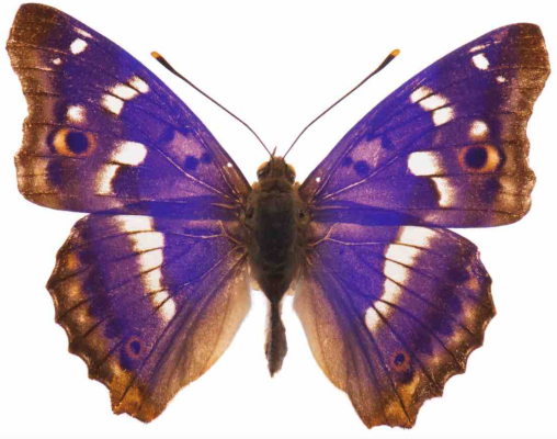 Papillon